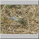 Orthetrum cancellatum - Grosser Blaupfeil m04.jpg